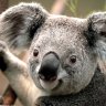 Renee Beacham